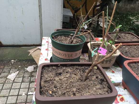 这样下山桩可以栽吗 怎么样 图片