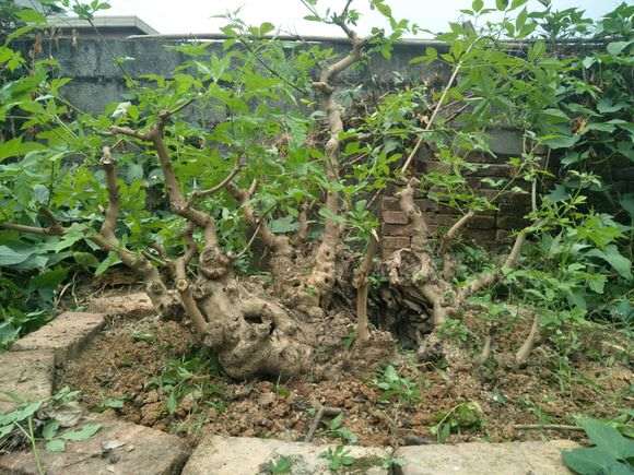 自己从山上挖来种的梅花下山桩 怎么样