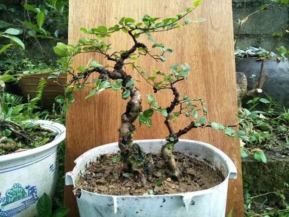 自己从山上挖来种的梅花下山桩 怎么样