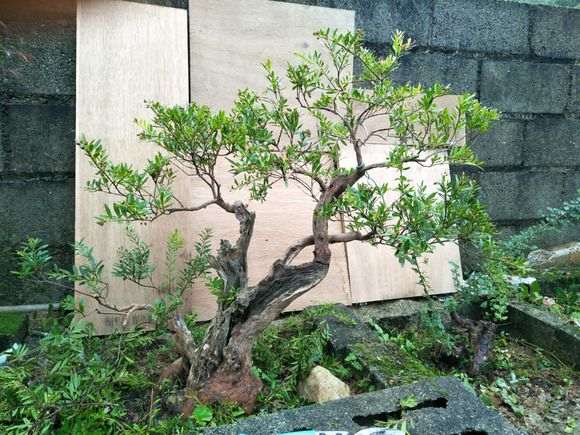 自己从山上挖来种的梅花下山桩 怎么样