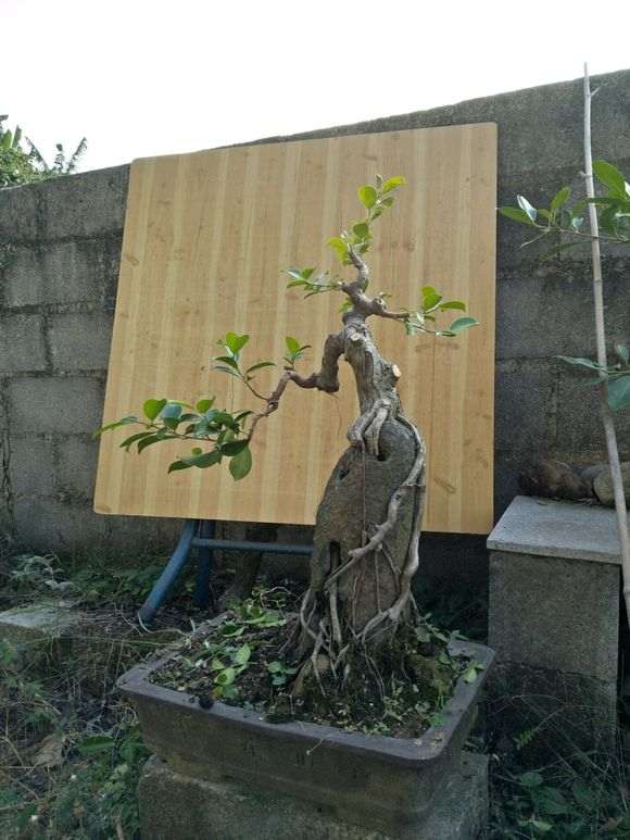 自己从山上挖来种的梅花下山桩 怎么样