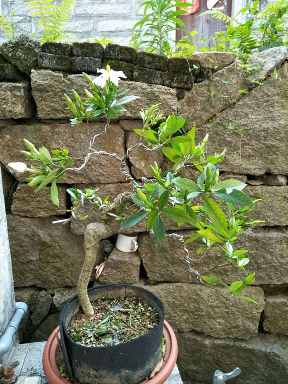 自己从山上挖来种的梅花下山桩 怎么样