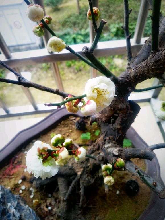 北方盆栽梅花下山桩怕冻吗 怎么办 图片