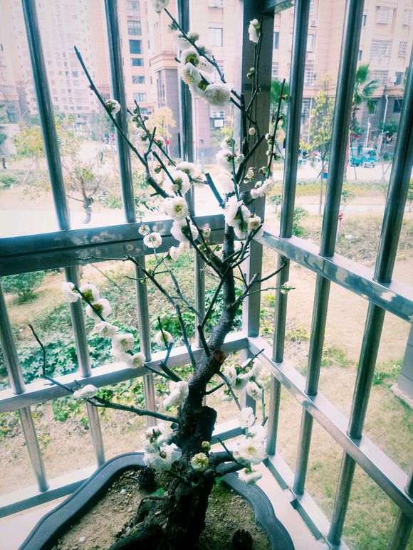 北方盆栽梅花下山桩怕冻吗 怎么办 图片