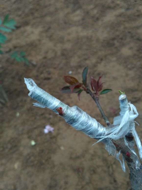 嫁接的梅花下山桩发芽了 怎么办 图片
