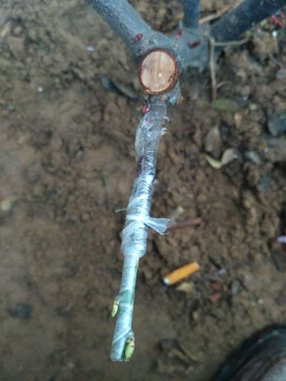 嫁接的梅花下山桩发芽了 怎么办 图片