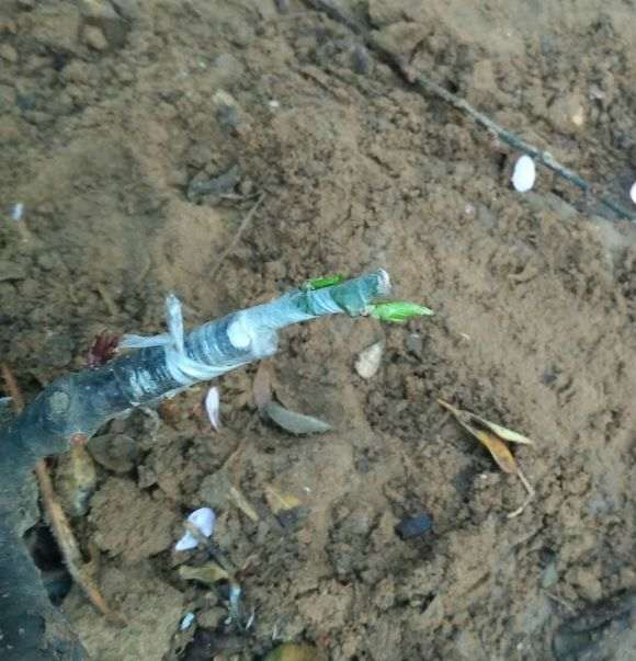 嫁接的梅花下山桩发芽了 怎么办 图片