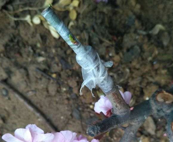 嫁接的梅花下山桩发芽了 怎么办 图片