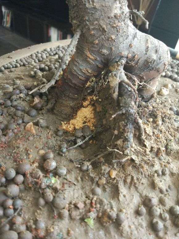 盆栽梅花下山桩长虫了 怎么办 图片