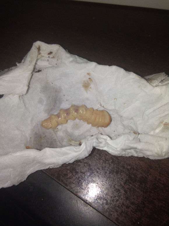 盆栽梅花下山桩长虫了 怎么办 图片