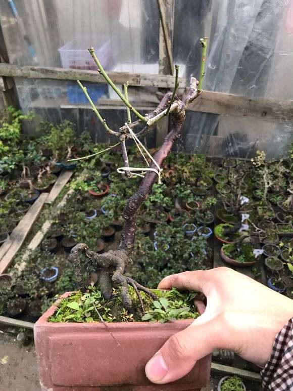 小梅花下山桩有型怎么浇水的方法 图片