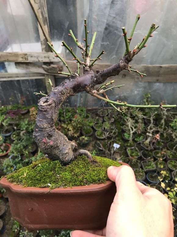 小梅花下山桩有型怎么浇水的方法 图片