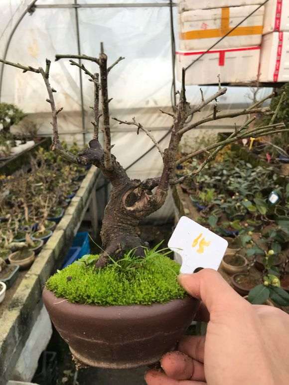 小梅花下山桩有型怎么浇水的方法 图片