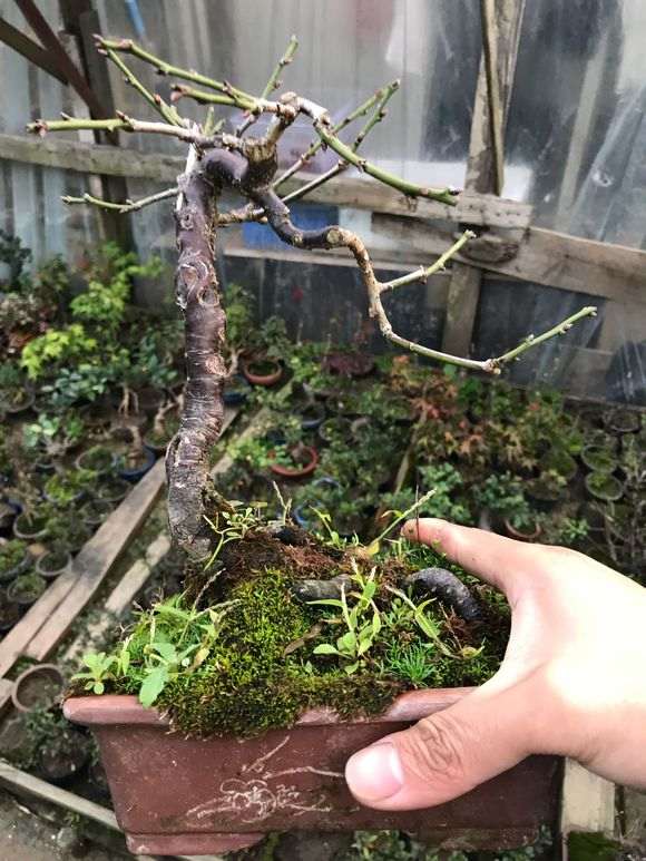 小梅花下山桩有型怎么浇水的方法 图片