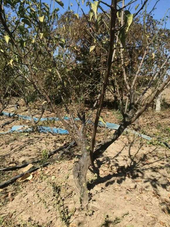 移栽了两年的梅花下山桩 怎么样 图片