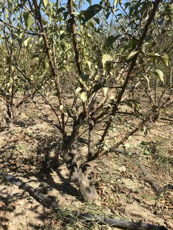 移栽了两年的梅花下山桩 怎么样 图片