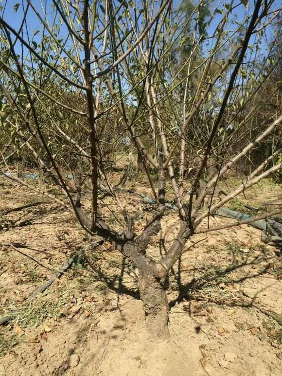 移栽了两年的梅花下山桩 怎么样 图片