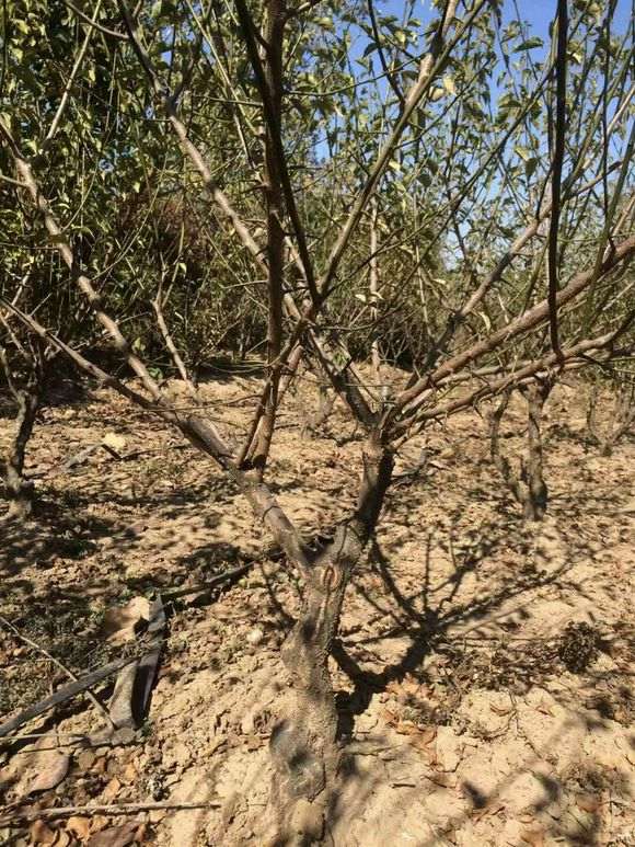 移栽了两年的梅花下山桩 怎么样 图片