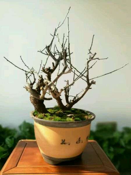 梅花下山桩的树枝干枯了 怎么办 图片