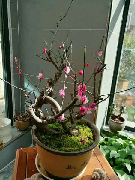 梅花下山桩的树枝干枯了 怎么办 图片