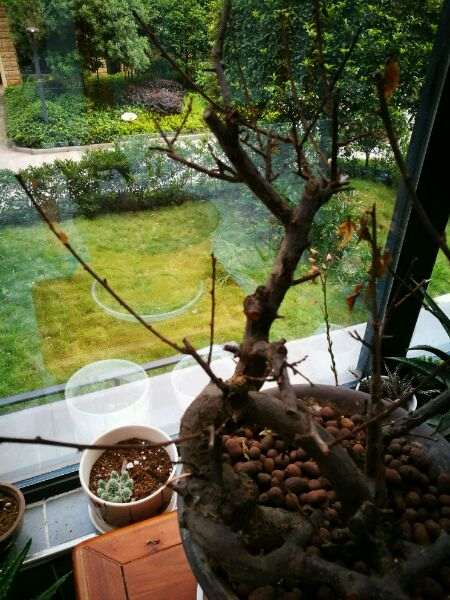 梅花下山桩的树枝干枯了 怎么办 图片