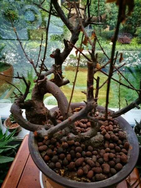 梅花下山桩的树枝干枯了 怎么办 图片