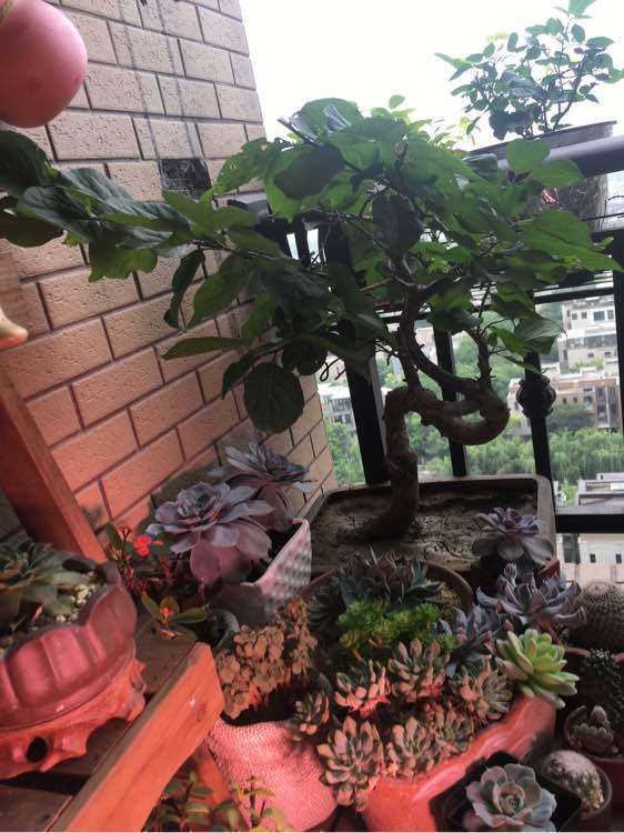 梅花下山桩 阳台空间不够 怎么办 图片