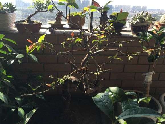 梅花下山桩 阳台空间不够 怎么办 图片