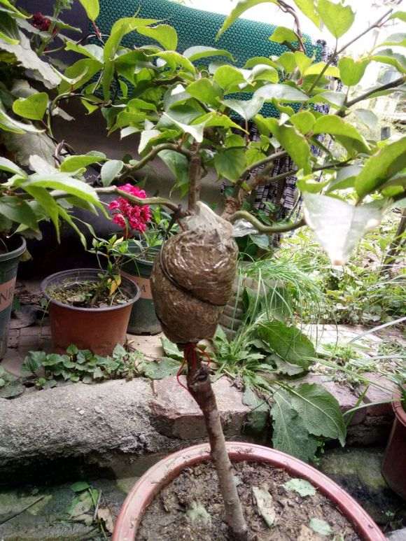 梅花下山桩怎么高压的方法 图片