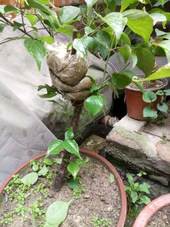 梅花下山桩怎么高压的方法 图片