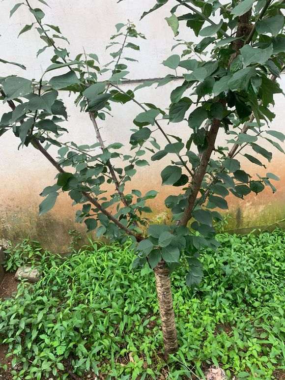 梅花下山桩怎么去造型的方法 图片