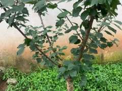 梅花下山桩怎么去造型的方法 图片