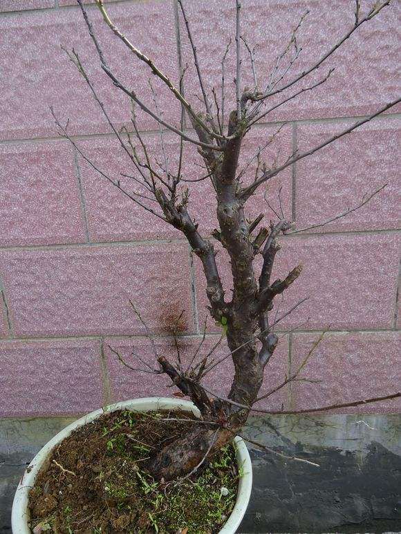 梅花下山桩是放屋里 还是外面 怎么办