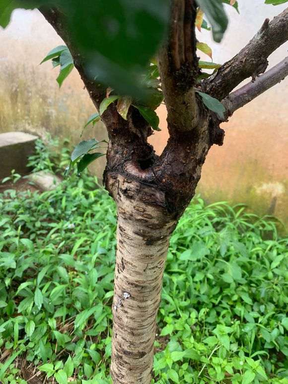 梅花下山桩是放屋里 还是外面 怎么办