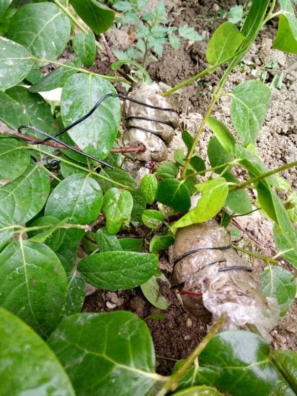 北京 盆栽梅花下山桩用搬室内吗 图片