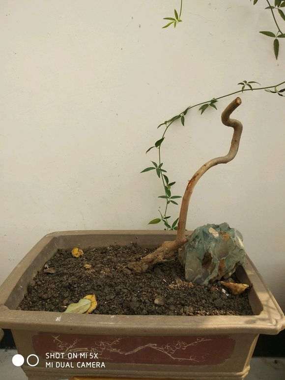 盆栽梅花下山桩 明年开花 怎么样 图片