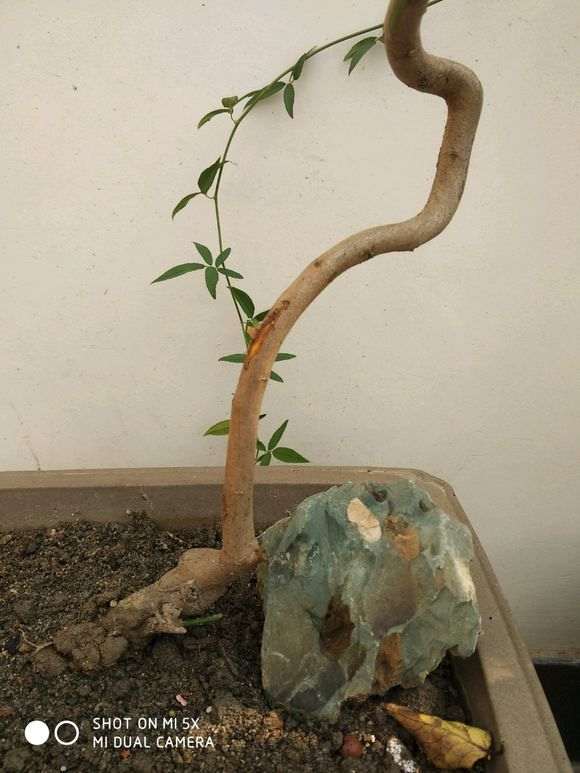 盆栽梅花下山桩 明年开花 怎么样 图片