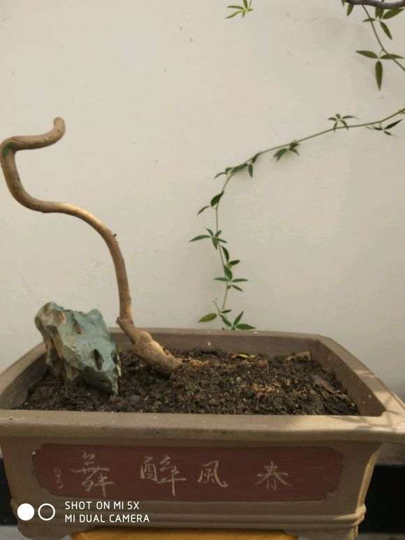 盆栽梅花下山桩 明年开花 怎么样 图片