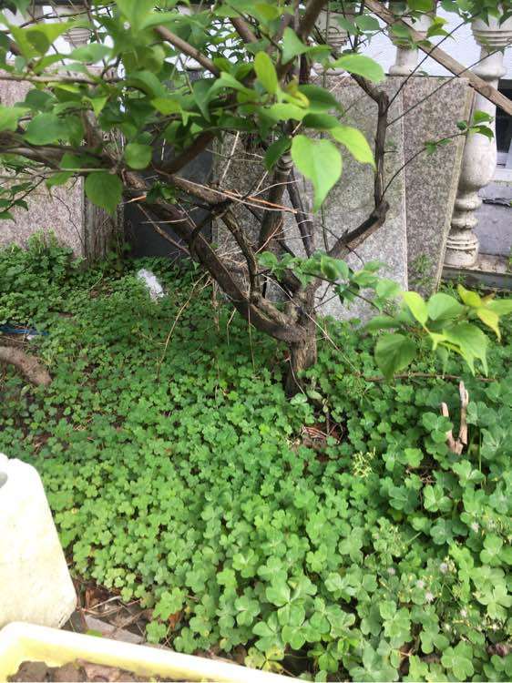 图解 地栽梅花下山桩怎么换盆栽的方法