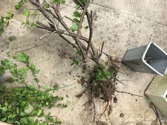 图解 地栽梅花下山桩怎么换盆栽的方法