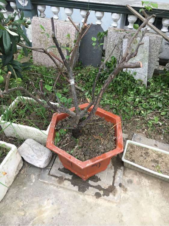 图解 地栽梅花下山桩怎么换盆栽的方法