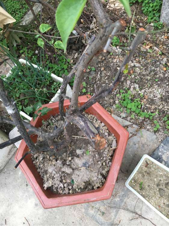 图解 地栽梅花下山桩怎么换盆栽的方法