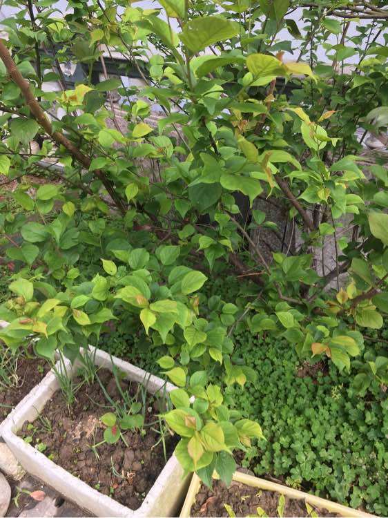 图解 地栽梅花下山桩怎么换盆栽的方法