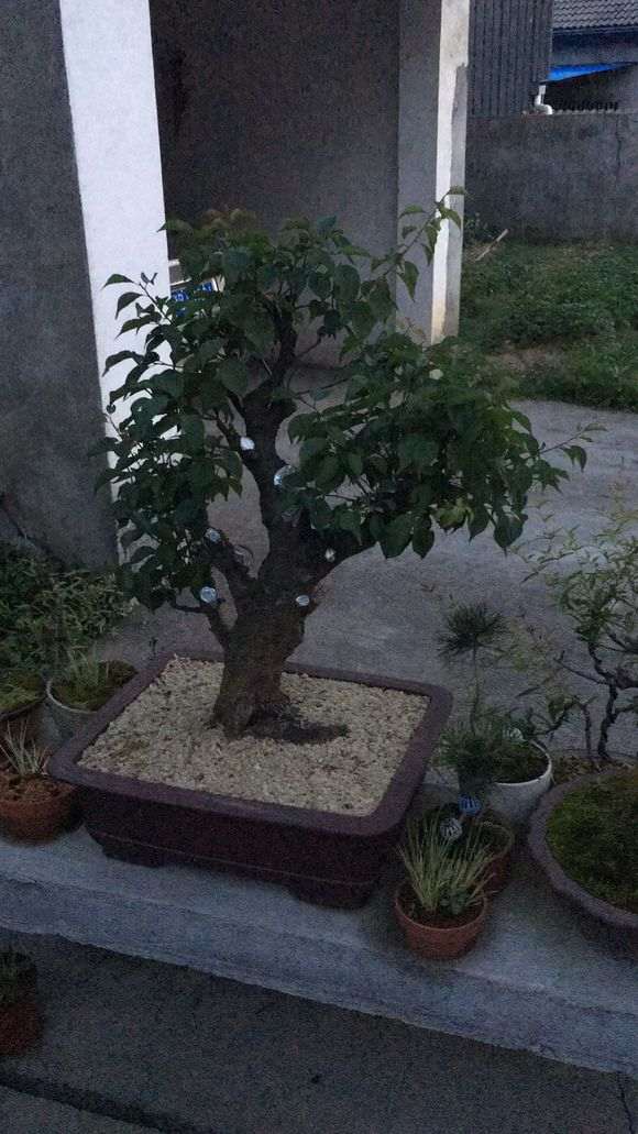 梅花下山桩用什么样的土栽培 最好 图片