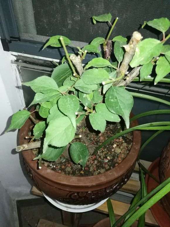 梅花下山桩用什么样的土栽培 最好 图片