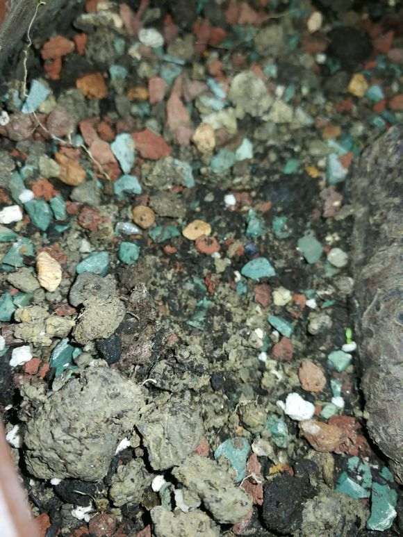 梅花下山桩用什么样的土栽培 最好 图片