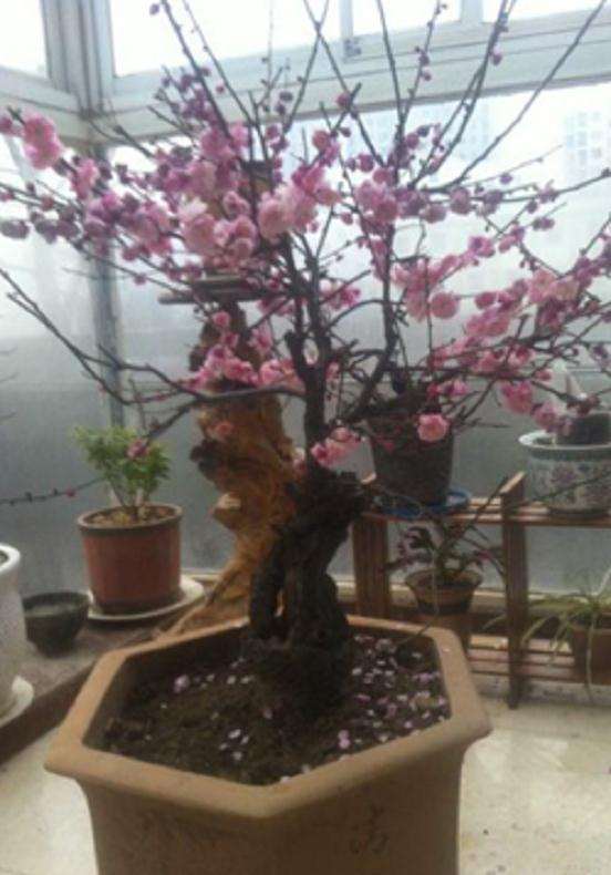 寺院有梅花 可以回家扦插下山桩 图片