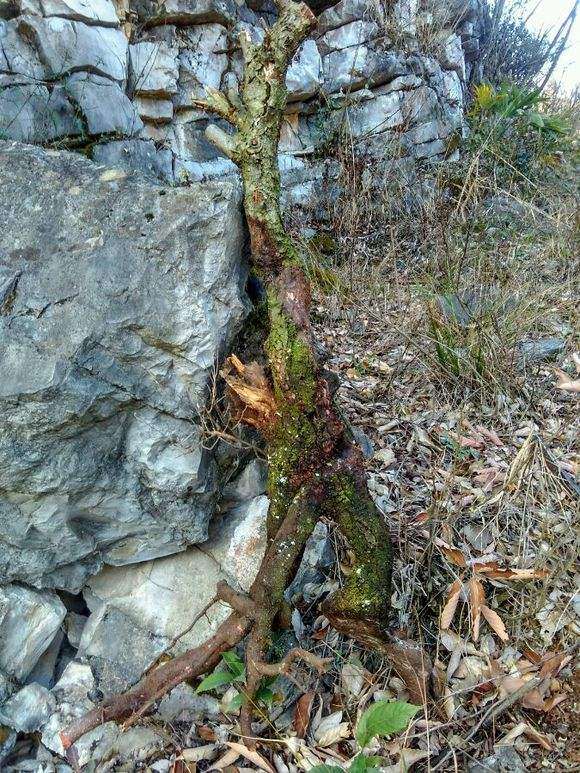 梅花下山桩 零下几度 需要搬进室内吗