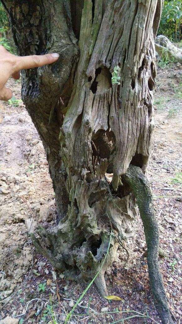 梅花下山桩 零下几度 需要搬进室内吗