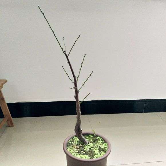 骨里红梅花下山桩用椰砖土好吗 图片